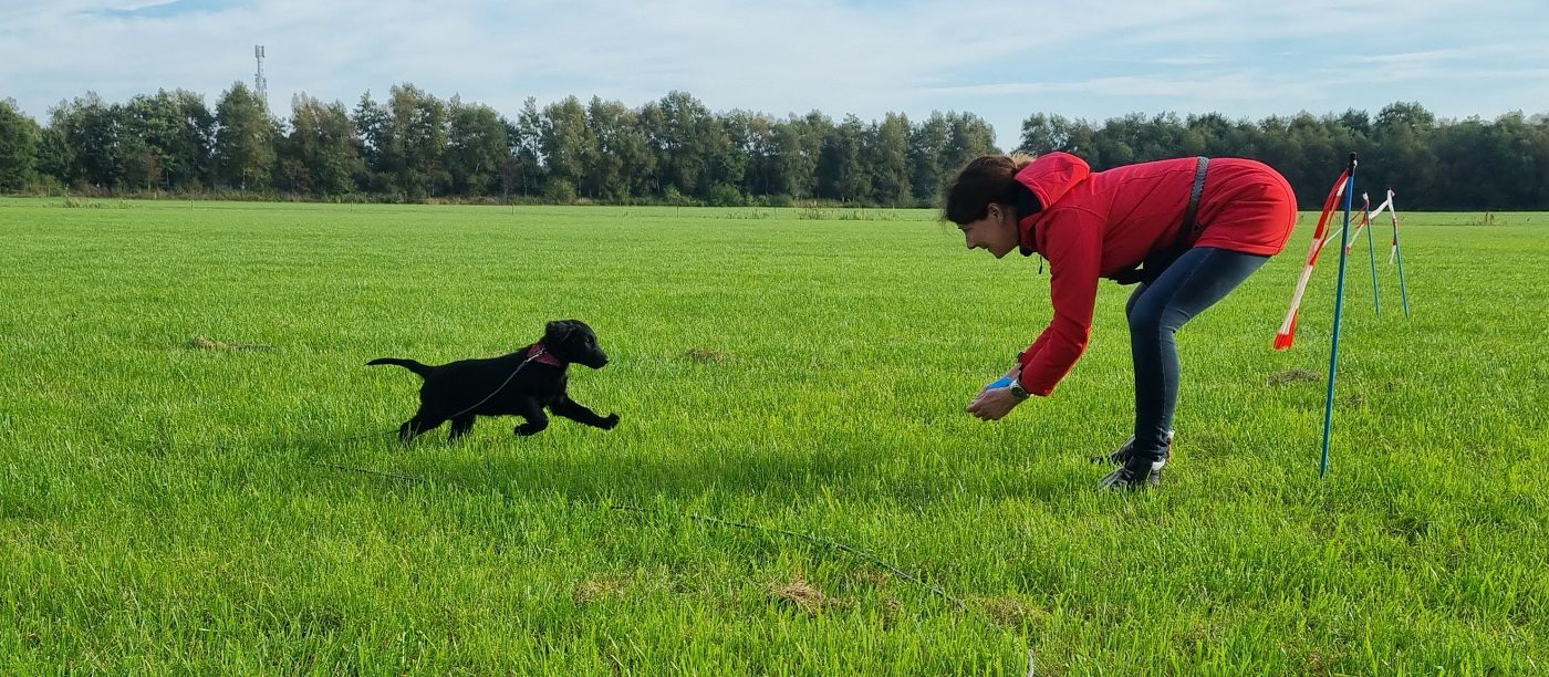 Puppy jachttraining Drenthe
