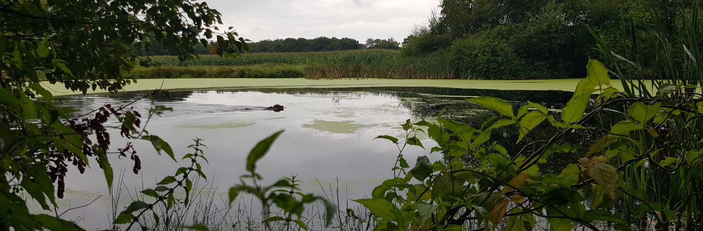 Hond zwemt naar de andere kant van de waterplas.