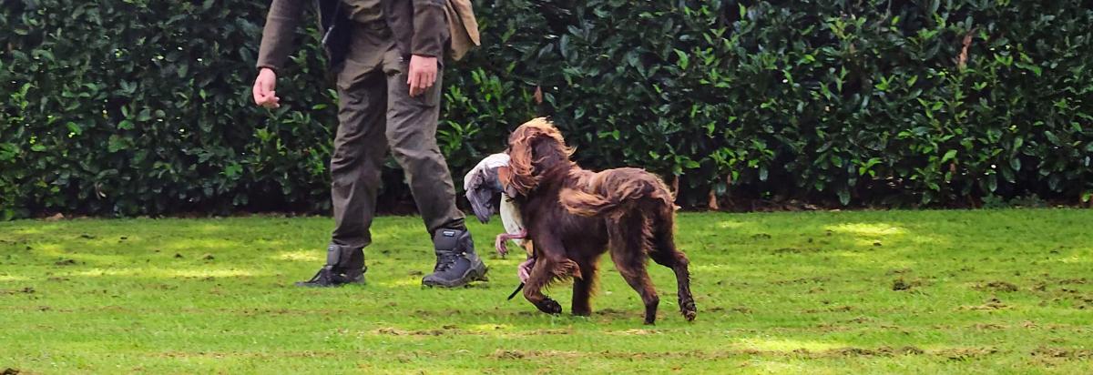 Gans wordt door hond bij voorjager gebracht.