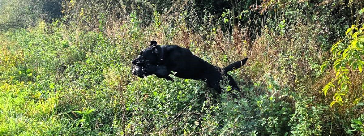 Labrador Retriever springt met kraai vanuit bos over greppel.