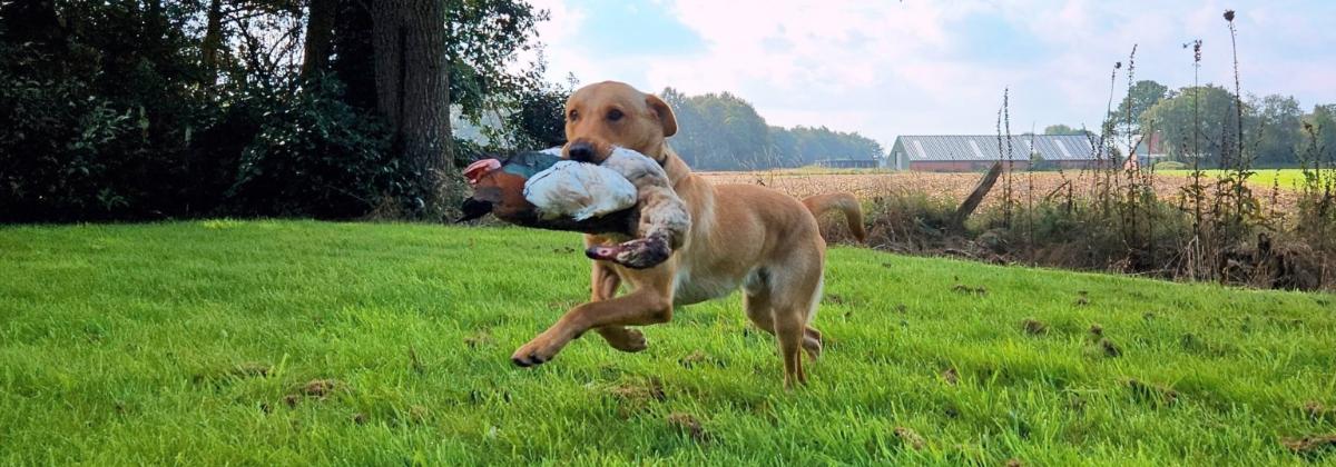 Labrador Retriever apporteert een gans.