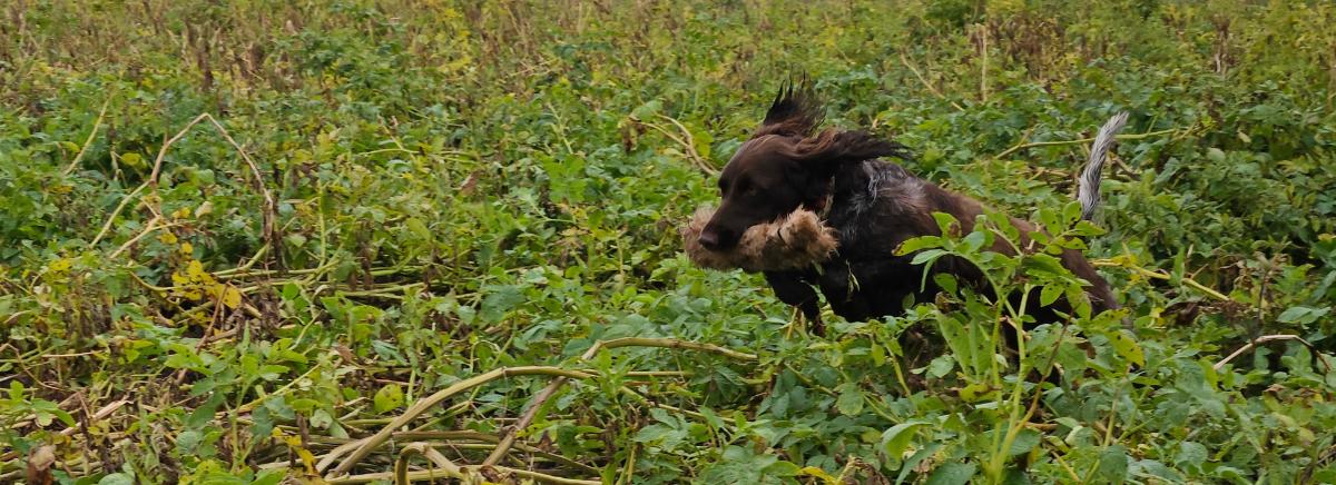 Heidewachtel op volle snelheid met dummy in aardappelen.