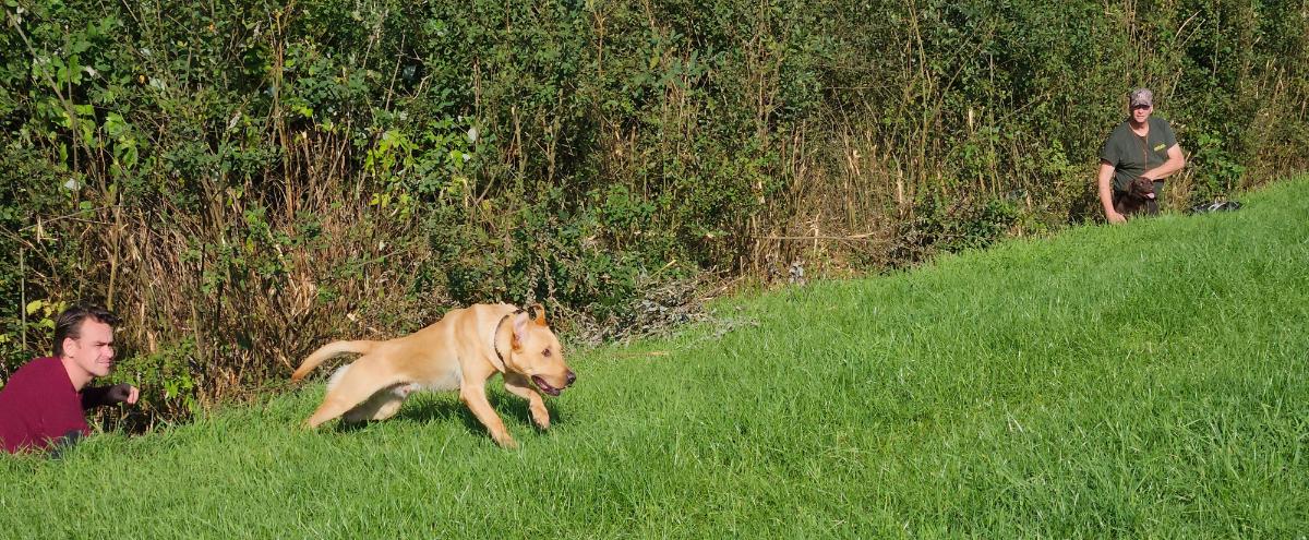 Labrador retriever start vanuit greppel naar aport.