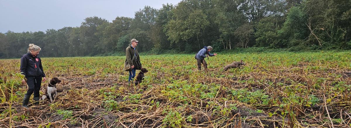 Drie honden staan met voorjagers op linie waarbij 1 hond werkt.