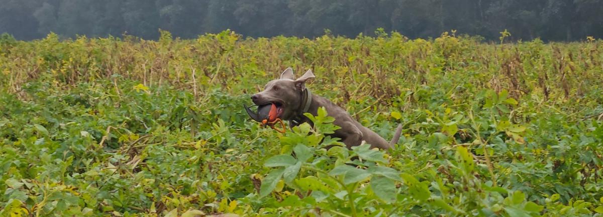 Weimaraner met eend in aardappelen.