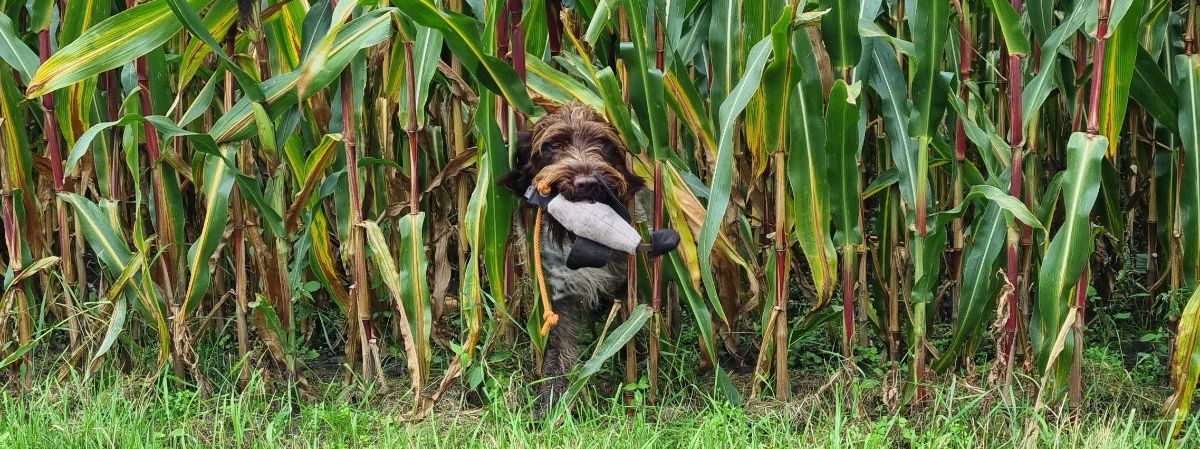 Korthals Griffon komt uit mais met eend.