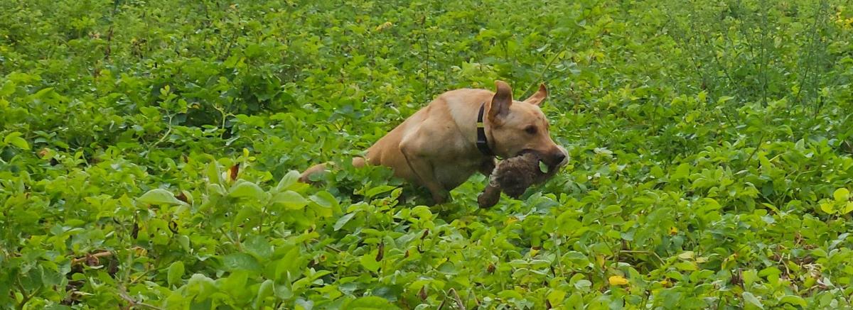 Labrador apporteert in aardappelen een dummy.