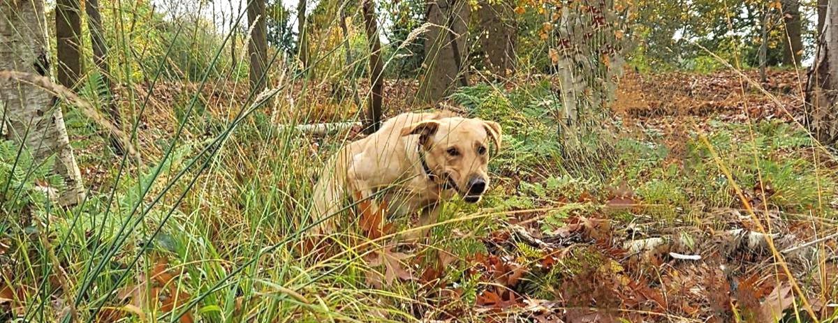 Jonge labrador retriever doet vol passie zijn verloren zoek.