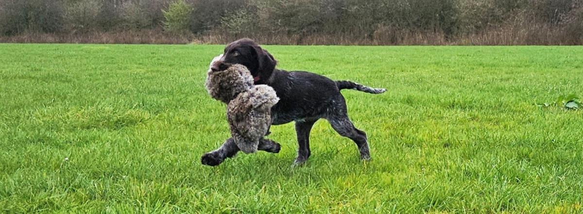 Duitse Draadhaar pup met haasdummy op zijn eerste training.