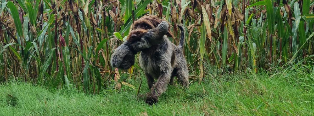 Korthals Griffon komt met haardummy uit de mais.