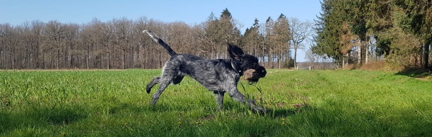 Jonge Duitse Draadhaar op terug weg met haardummy.