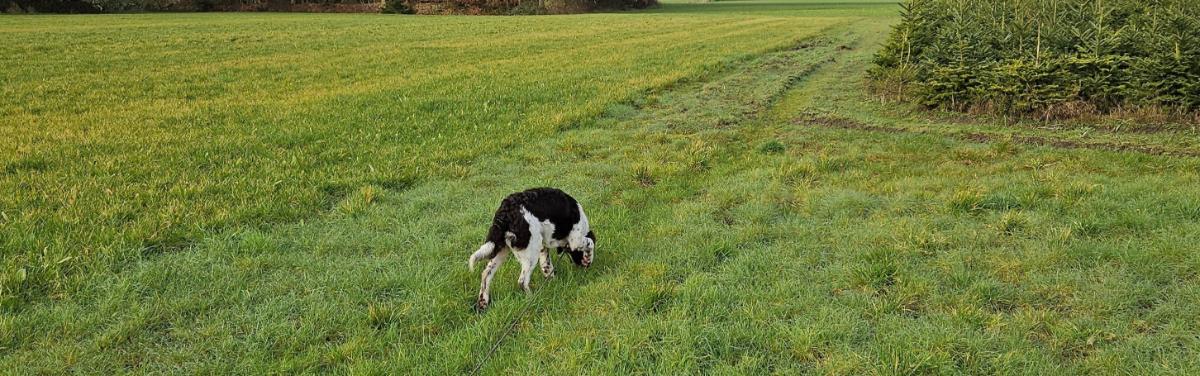 Pup loopt sleepje.