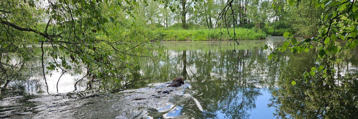 Jachthond zwemt naar andere kant van het water.