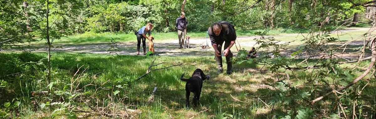 puppy komt terug uit bos met dummy bij zijn 1e verloren zoek.