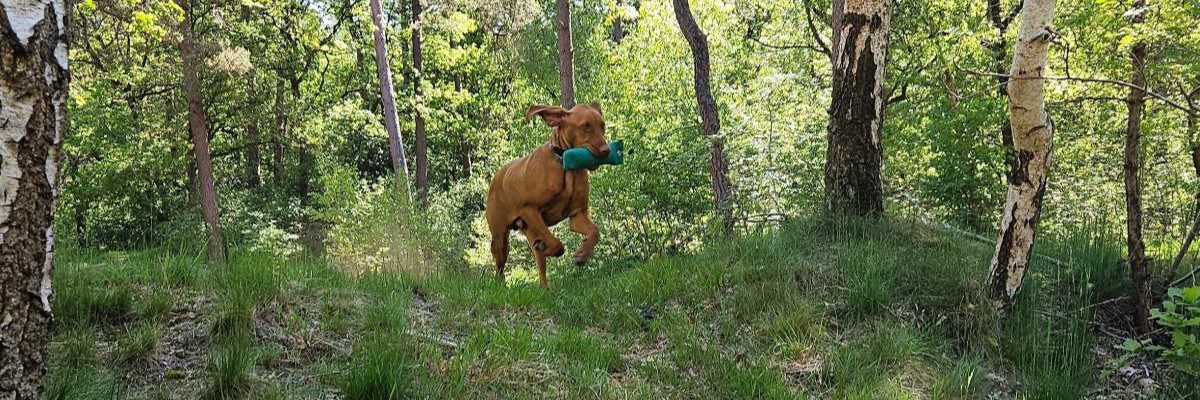 Vizsla pup apporteert dummy over heuveltje.